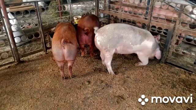 #Какую лучше породу Свиней Выбрать!?!?!?# смотреть онлайн