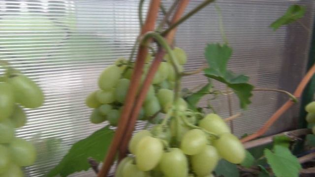 ч 2 ОБЗОР любимых СОРТОВ ВИНОГРАДА в ПОДМОСКОВЬЕ. Ряд 25 метров, 2-я серия смотреть онлайн