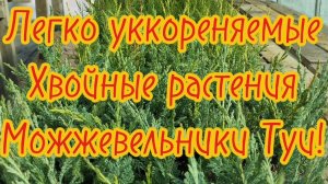 🌲Самые лёгкие в укоренение хвойные растения Можжевельники,Туи!🌲