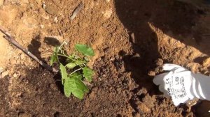 ПОСАДКА ВИНОГРАДА ЛЕТОМ. ПОЧЕМУ именно ЛЕТОМ, и КАК правильно