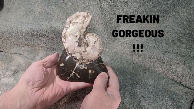 One Ugly Side, One Gorgeous Side!!! Fossil Ammonite смотреть онлайн