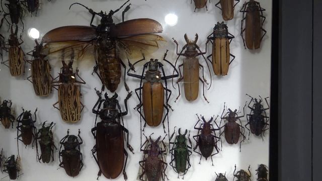 Sok színű bogarak 4K // Természettudományi Múzem ⚗🔬🦋🐙Multicolored beetles // Natural History Museum смотреть онлайн