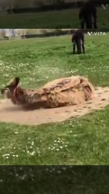 Poitou Donkey Funnylook Mudrolling Funny #shorts...