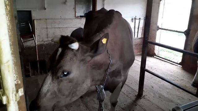 тили-тили тесто жених и две невесты. осеменение тёлок быком.🐄🐄🐃 смотреть онлайн
