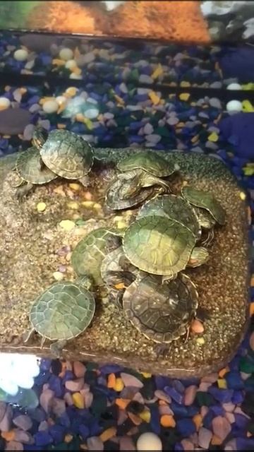 Маленькие черепахи 🐢 смотреть онлайн