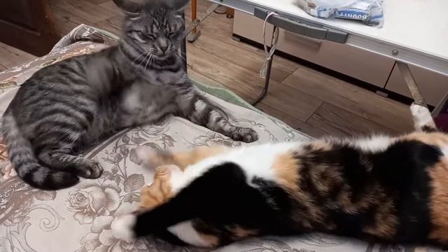 Счастье "достает" Пирата смотреть онлайн