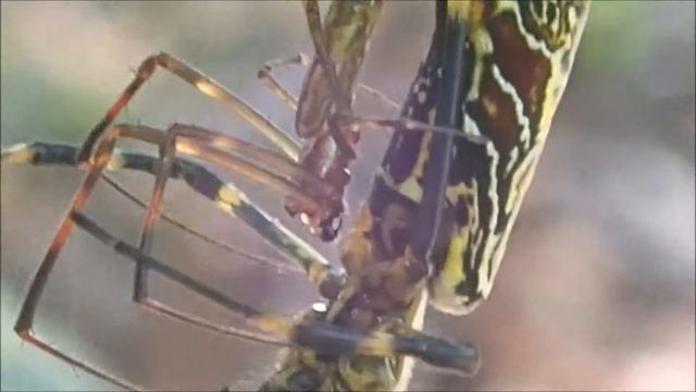 ジョロウグモの交接（昼間）Trichonephila clavata смотреть онлайн