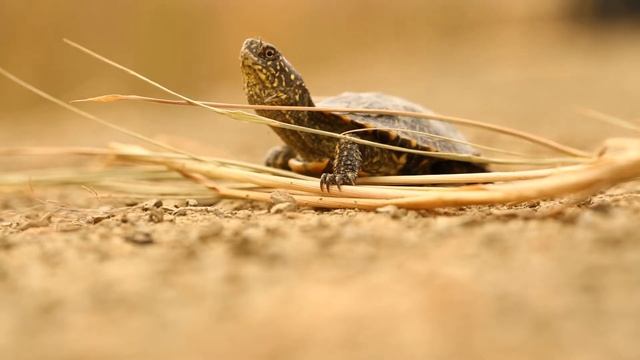 Детьонышь черепахи смотреть онлайн