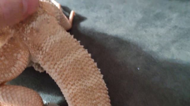 Bearded dragon THE BEST DEAD SKIN/SHED remove with sound/ASMR🤯 HUGE! HAVE TO SEE THIS! смотреть онлайн