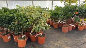 Прямой Эфир #1 Ответы на вопросы. Дегустация