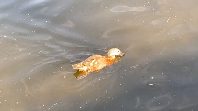 Москва, парк "Дружба". Огари. смотреть онлайн