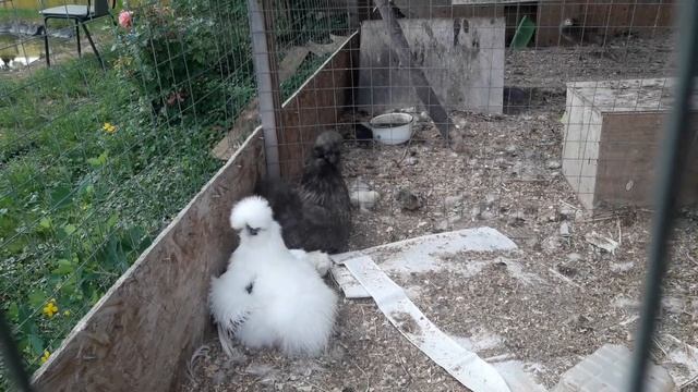 Китайские шёлковые куры.