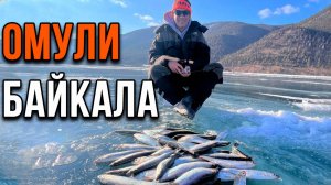 Омули Байкала.