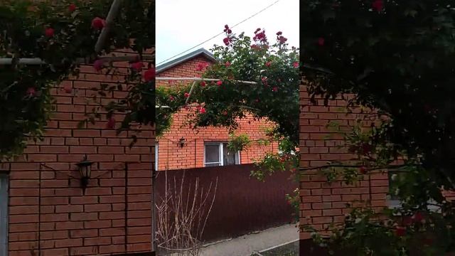 Розы украшают улицы города смотреть онлайн