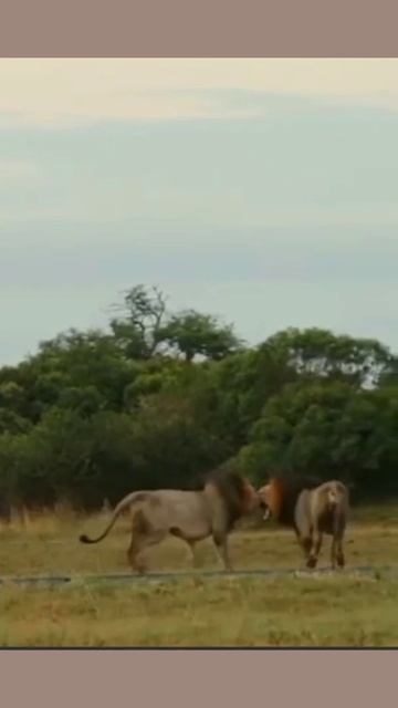 Lion vs Lion смотреть онлайн