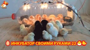 Инкубатор своими руками из подручных материалов и результат инкубации🥚🐣🐤 вариант (22)