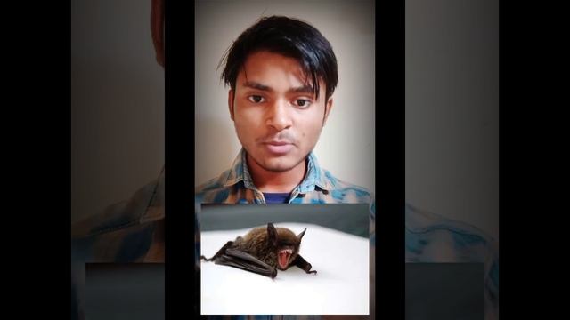 Do You Know🤔🤔# This Fact Related To Vampire Bat Saliva😱😱# Sachin Gupta🙂🙂