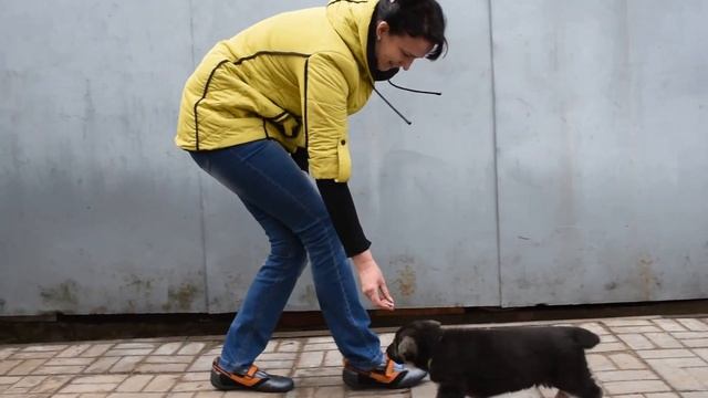 Ликвидация Удара Надежный Друг (1,5 месяца) смотреть онлайн