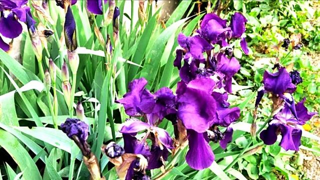 1048-NIKOLAI RIMSKY KORSAKOV - Sinfonía Nº 2 Op. 9 - Antar смотреть онлайн