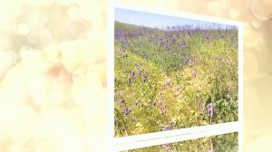 "Рано или поздно" исп. Владимир Трошин