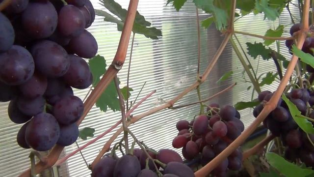 ч.1. ОБЗОР любимых СОРТОВ ВИНОГРАДА в ПОДМОСКОВЬЕ. Ряд 25 метров, 1-я серия смотреть онлайн