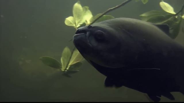 Black Pacu смотреть онлайн