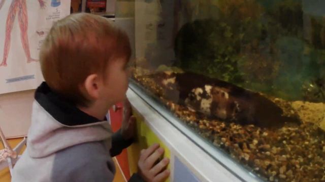 Огромный аквариум с рыбками! смотреть онлайн