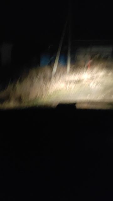 Зайцы в станице