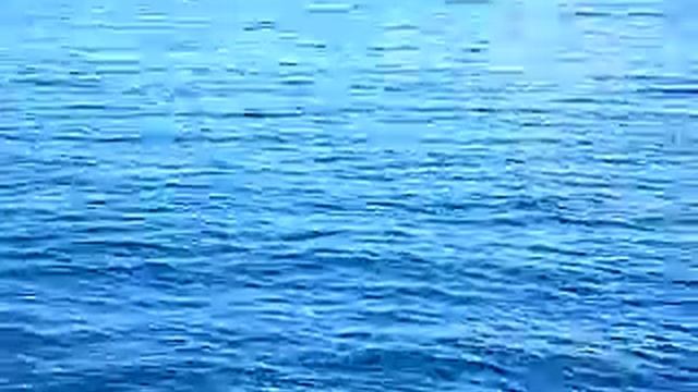 Maldives Lily Beach Resort & Spa  Dive Tour  Dolphin