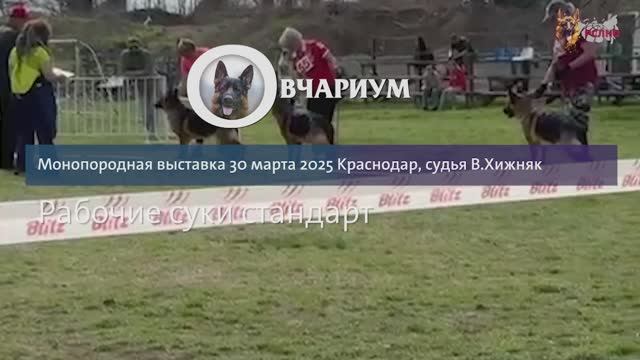 РАБОЧИЙ СУКИ / КЧК КРАСНОДАР 30 марта`25 В.Хижняк Моно немецких овчарок