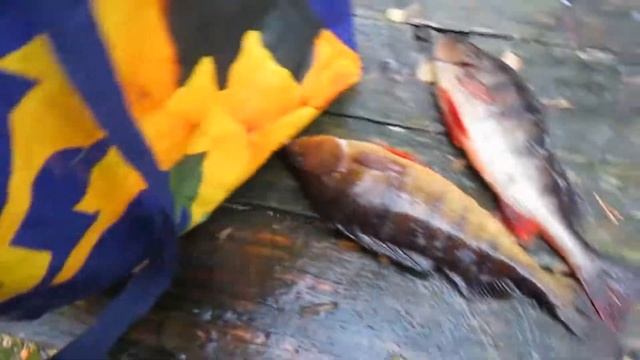 рыбалка на севере 2 смотреть онлайн