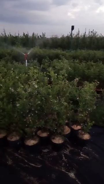 Полив голубики весна 2018 смотреть онлайн