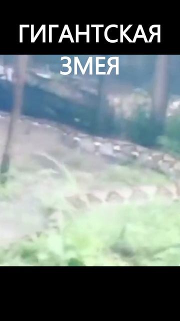 Гигантская змея #shorts #змея #монстры #страх смотреть онлайн