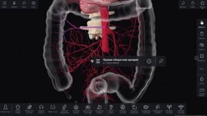 Висцеральные непарные ветви брюшной части аорты