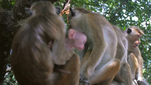 4k Amazing Gorilla & Wildlife ultra HD 1080p60fps смотреть онлайн