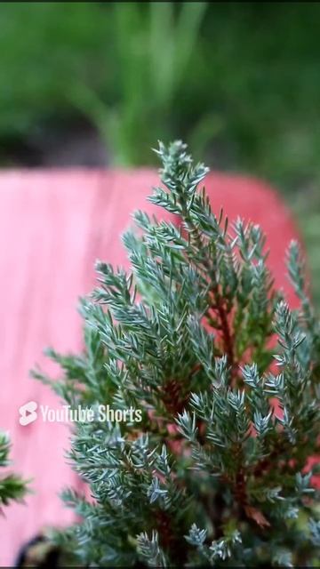 НОВЫЕ МОЖЖЕВЕЛЬНИКИ В МОЕЙ КОЛЛЕКЦИИ. ОСЕНЬ 2022 г. смотреть онлайн