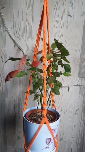 кашпо 🧡 смотреть онлайн