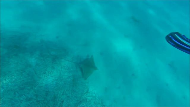 Snorkelling Tigaki Beach, Kos 2017 смотреть онлайн