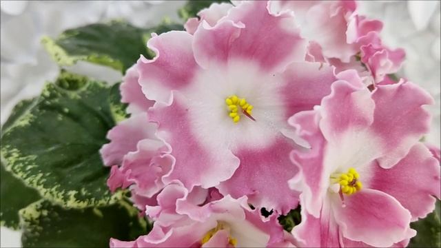 Фиалка НД-Морковка