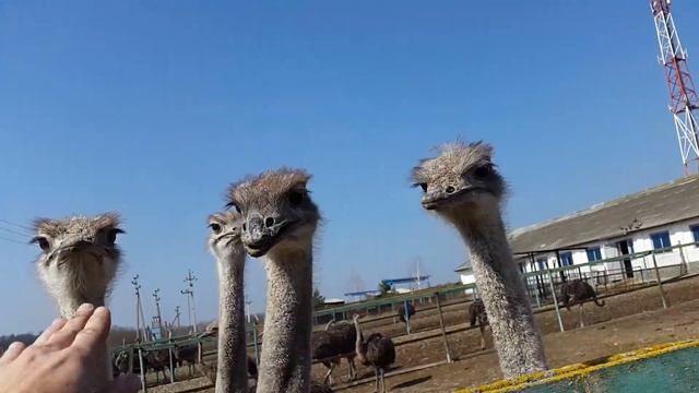 Ostrich farm смотреть онлайн