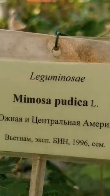 Недотрога и противница табачного дыма. С легкостью поселится у Вас дома. Мимоза стыдливая. смотреть онлайн