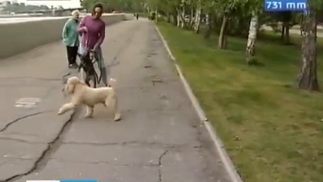 Поводок и dоg пакет Новые требования содержания собак вступят в силу со следующего года 360p смотреть онлайн