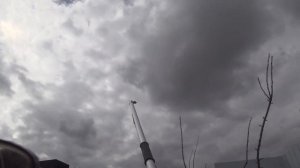 Обрезка 2-х слив с вертикальной кроной а-ля "кипарис". Прививка вприклад с язычком