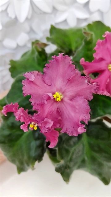 Фиалка Nik-Маков Цвет