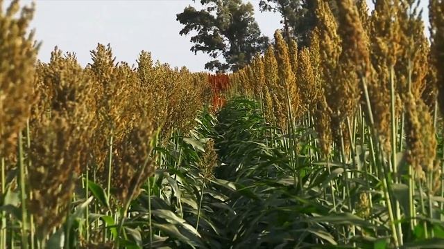 HASTA EL SORGO SUFRIO LA SECA смотреть онлайн