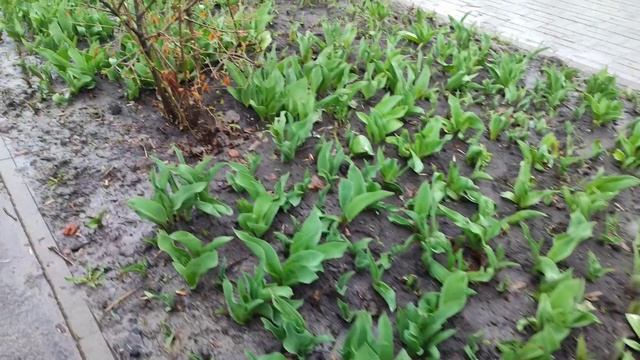 У нас уже весна, а у вас? 30.03.25. смотреть онлайн