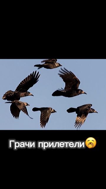 Грачи😈#грачи смотреть онлайн