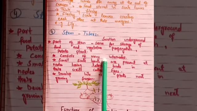 stem tubers- underground modifications of stem#neet#biologyscience#botany#morphologyoffloweringplan смотреть онлайн