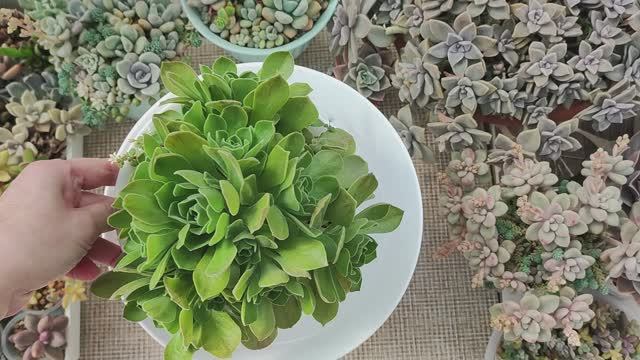 Пересадка эониума Гоблин в красивый вазон смотреть онлайн