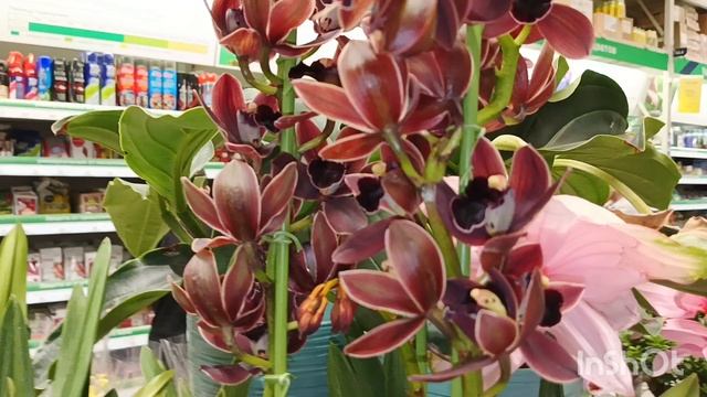 Новые орхидеи в Бауцентре/31.03.25/ смотреть онлайн